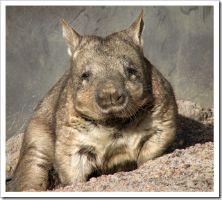 In honor of Wombat Wednesday