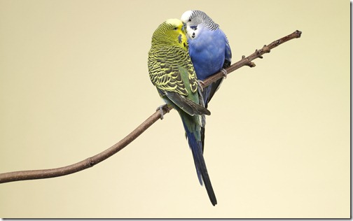 Two budgies kissing on a branch